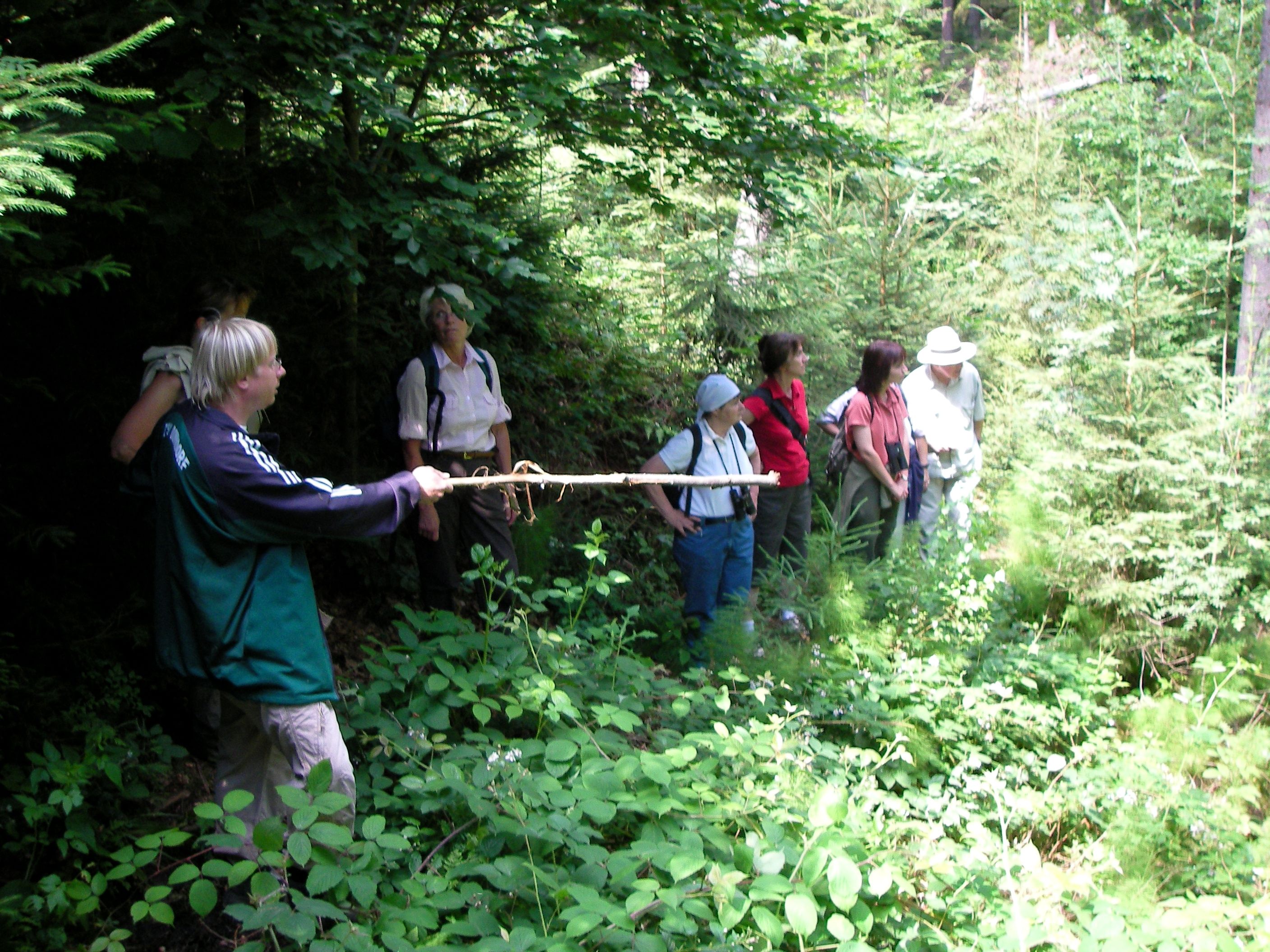 236-limmersdorferforst