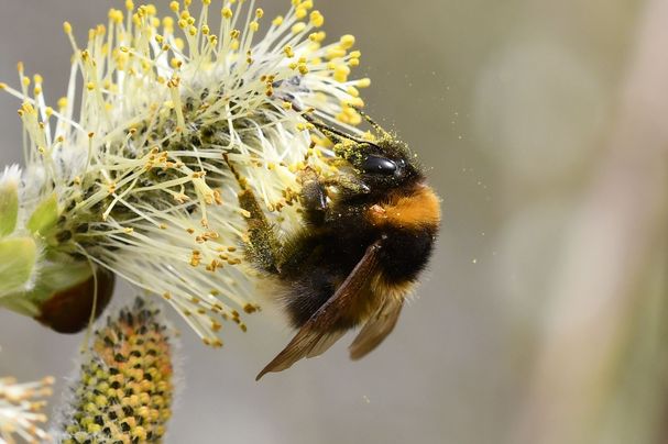 Gartenhummel