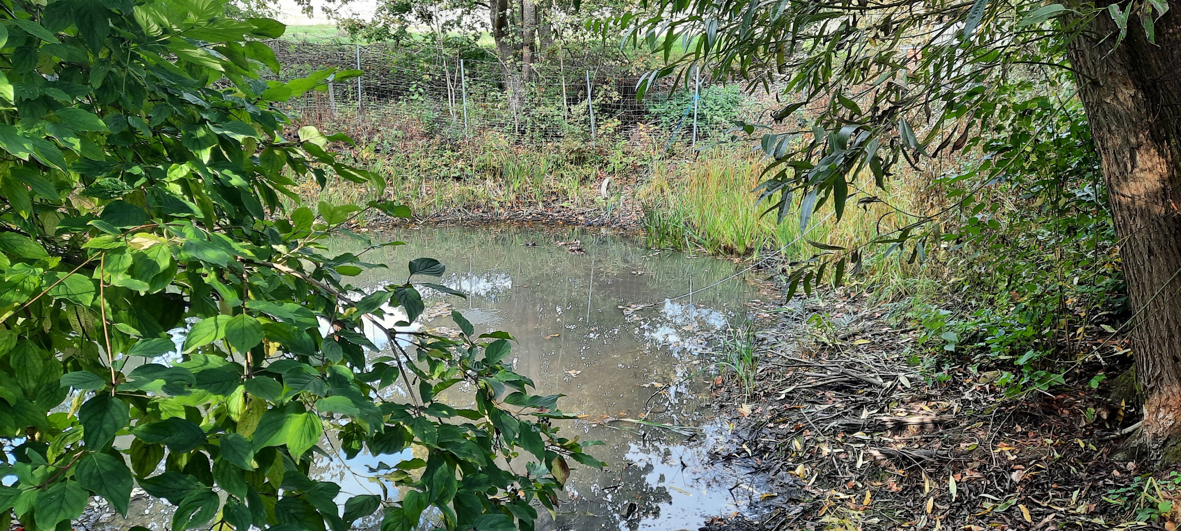 Bild des Biotops in Veitlahm